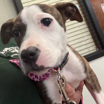 Rescue Mixed Breed Dogs for Adoption in Columbus, Georgia - 11/04/2025-Stray-SchomburgRoad | PetCurious