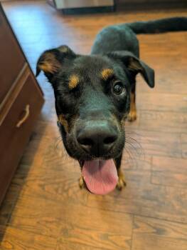 One Eyed Willy -  Shepherd and Husky Dog for Adoption in Ocean Springs, Mississippi - One Eyed Willy | PetCurious