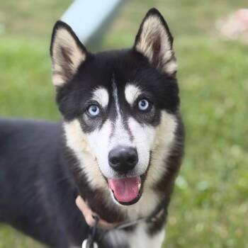 Archie - yellow -  Husky Dog for Adoption in Greenfield, Indiana - Archie - Yellow | PetCurious