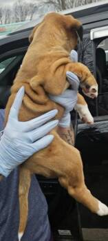 Boxer Dogs Available for Adoption - MOXY | PetCurious