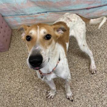 Mixed Breed Dogs Available for Adoption in Cheyenne, Wyoming - Maverick | PetCurious