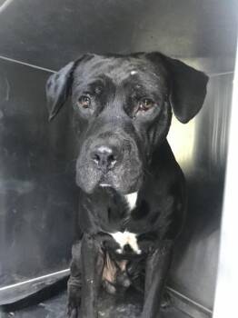 Rescue Mixed Breed Dogs for Adoption in Dallas, Texas - DAVID | PetCurious