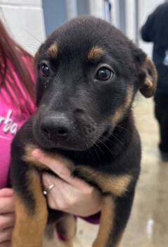 Rescue Mixed Breed Dogs for Adoption in Lake City, Arkansas - Sable | PetCurious