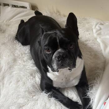 Polo -  Boston Terrier and French Bulldog Dog for Adoption in Seattle, Washington - Polo | PetCurious