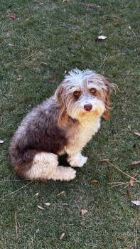 Rescue Aussiedoodle Dogs for Adoption in Sandy Springs, Georgia - Cammie | PetCurious