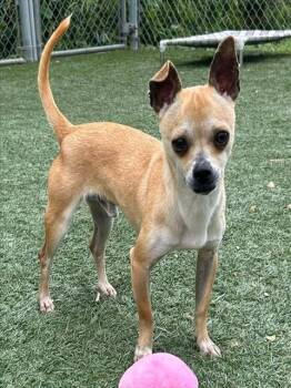 PAPI -  Chihuahua Dog Available for Adoption in Salinas, California - PAPI | PetCurious