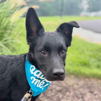 Duke -  Siberian Husky and Labrador Retriever Dog for Adoption in Richmond, Virginia - Duke | PetCurious
