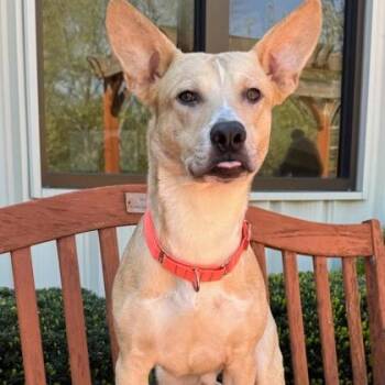 Terrier Dogs Available for Adoption in Quincy, Illinois - Enzo | PetCurious