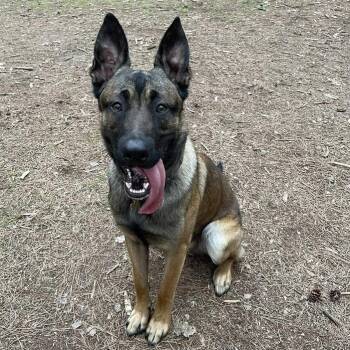 Rescue Belgian Shepherd Malinois and Dutch Shepherd Dogs for Adoption in Saint-basile, Quebec - Duke | PetCurious