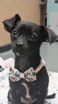 Mr. Peabody -  Chihuahua and Mixed Breed Dog for Adoption in Warren, Michigan - Mr. Peabody | PetCurious