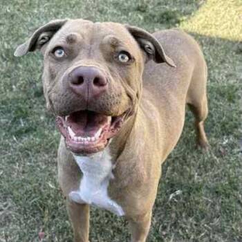 Rescue American Staffordshire Terrier and Rhodesian Ridgeback Dogs for Adoption in The Colony, Texas - Foxy | PetCurious