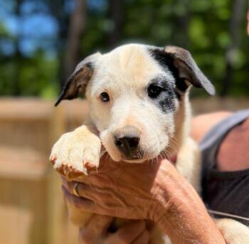 Panda -  Mixed Breed Dog for Adoption in Ellijay, Georgia - Panda | PetCurious