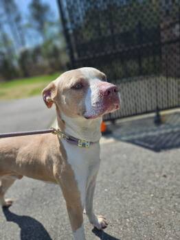 American Staffordshire Terrier and Mixed Breed Dogs Available for Adoption in Disputanta, Virginia - Giorgio Armani | PetCurious