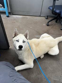SIMBA -  Mixed Breed Dog for Adoption in Dallas, Texas - SIMBA | PetCurious