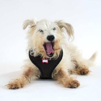 Mango Tango 14197 -  Terrier Dog for Adoption in San Francisco, California - Mango Tango 14197 | PetCurious
