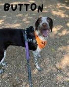Button -  Pointer Dog for Adoption in Denton, Texas - Button | PetCurious