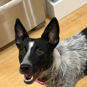 Maggie -  Australian Cattle Dog Blue Heeler Dog for Adoption in South Hempstead, New York - Maggie | PetCurious