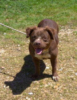 Rescue American Staffordshire Terrier and Spaniel Dogs for Adoption in Jackson, Mississippi - Bridget (Baby) | PetCurious