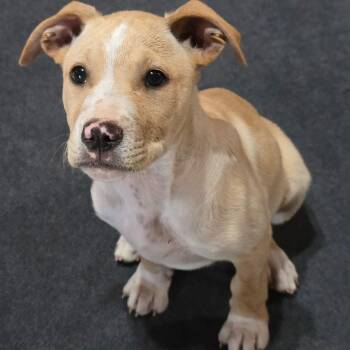American Staffordshire Terrier and Labrador Retriever Dogs Available for Adoption - Yukon | PetCurious