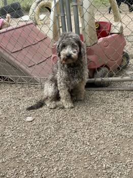 Wheaten Terrier and Poodle Dogs Available for Adoption - TruVani | PetCurious