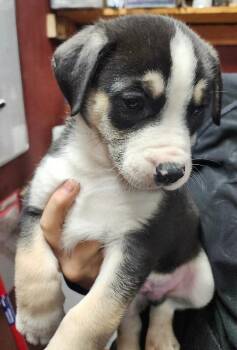American Bulldog and Husky Dogs Available for Adoption - Ladd | PetCurious