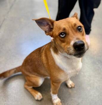Basenji Dogs Available for Adoption in Manhasset, New York - Dougie | PetCurious