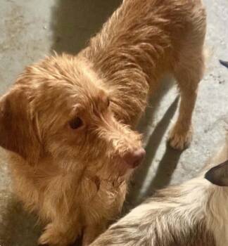 Buddy - tiny but mighty -  Dachshund and Standard Poodle Dog for Adoption in Ocean Township, New Jersey - Buddy - Tiny But Mighty | PetCurious