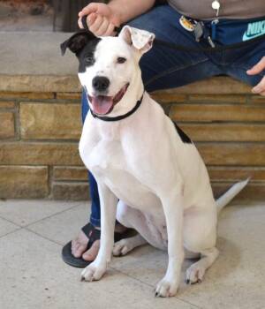 Stella -  Hound and Labrador Retriever Dog for Adoption in Memphis, Tennessee - Stella | PetCurious
