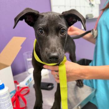Pacer -  Mixed Breed Dog for Adoption in Englewood, Florida - Pacer | PetCurious