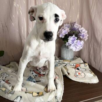 Toulouse -  Black Mouth Cur and American Bully Dog for Adoption in Long Beach, Mississippi - Toulouse | PetCurious