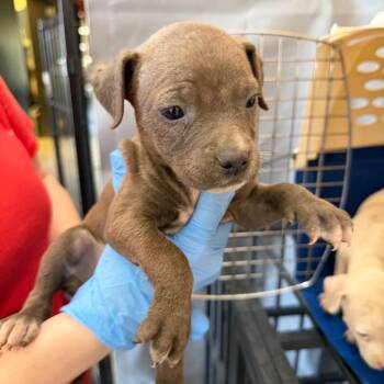 Pit Bull Terrier Dogs Available for Adoption in Birmingham, Alabama - Luna | PetCurious