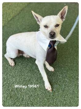 WHITEY -  Terrier Dog Available for Adoption in Marietta, Georgia - WHITEY | PetCurious