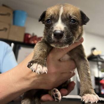 Cheddar -  Shepherd and Pit Bull Terrier Dog for Adoption in East St. Louis, Illinois - Cheddar | PetCurious