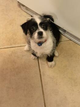 Rescue Terrier Dogs for Adoption in Plymouth, Michigan - Pistachio | PetCurious