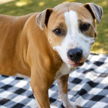 Jewel -  Mixed Breed and None Dog for Adoption in Hopkinton, Massachusetts - Jewel | PetCurious