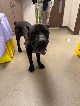 Chop -  Cane Corso Dog for Adoption in Springfield, Ohio - Chop | PetCurious