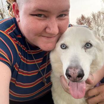 Rescue Husky Dogs for Adoption in Eufaula, Oklahoma - Madame Lucille AKA Lucy | PetCurious