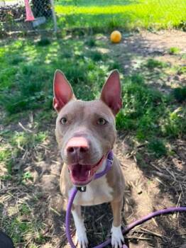 Ragtime -  Pit Bull Terrier Dog for Adoption in Chicago, Illinois - Ragtime | PetCurious