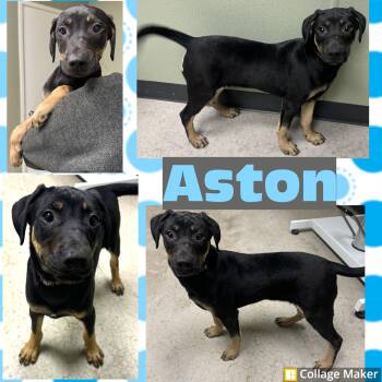 Labrador Retriever and Rottweiler Dogs Available for Adoption in Clearfield, Pennsylvania - Aston | PetCurious