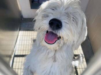 CALVIN -  Wheaten Terrier Dog for Adoption in Tustin, California - CALVIN | PetCurious