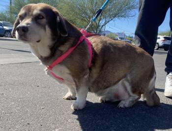 Rescue Husky and Corgi Dogs for Adoption in Marana, Arizona - Bella D | PetCurious