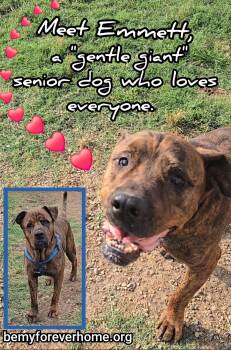 Rescue Mastiff and Boxer Dogs for Adoption in Plano, Texas - Emmett | PetCurious