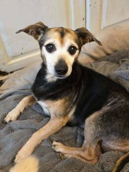 Rescue Beagle and Chihuahua Dogs for Adoption in Chattanooga, Tennessee - Tuck | PetCurious