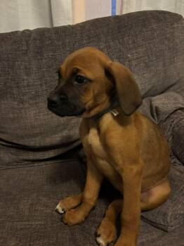 Boxer Dogs Available for Adoption - Maggie  | PetCurious