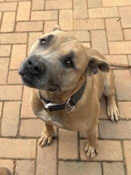 Rescue Rhodesian Ridgeback and German Shepherd Dog Dogs for Adoption in Burlington, New Jersey - Holland | PetCurious