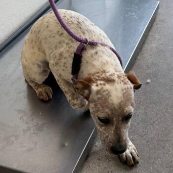 Marshmallow -  Mixed Breed Dog for Adoption in Las Cruces, New Mexico - Marshmallow | PetCurious
