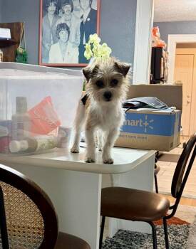 Terrier Dogs Available for Adoption in Grafton, Wisconsin - SPONSOR ME - Togo | PetCurious