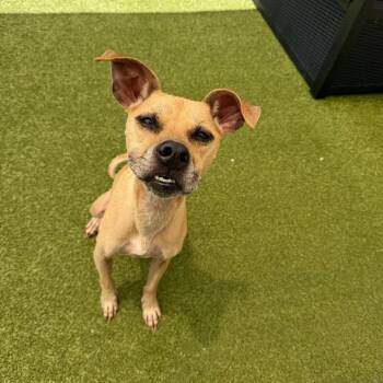JuJu -  Mixed Breed Dog for Adoption in Titusville, Florida - JuJu | PetCurious
