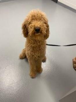 Golden Retriever and Poodle Dogs Available for Adoption in St. Cloud, Florida - PLUTO | PetCurious