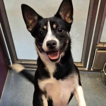 Buster -  Australian Kelpie and Mixed Breed Dog for Adoption in Morton Grove, Illinois - Buster | PetCurious